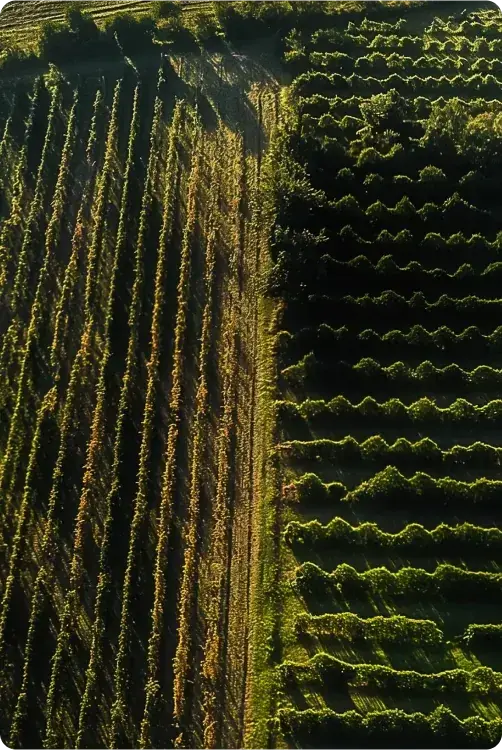 Un vigneto visto dall'alto