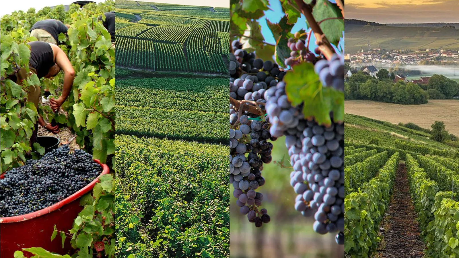 suoli_champagne_ e vigneti